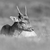 Buy canvas prints of Young Buck 2 by Wayne Lytton