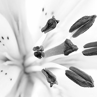 Buy canvas prints of Lilium with love 3 by Wayne Lytton