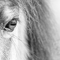 Buy canvas prints of A horses Eye (black and white) by Wayne Lytton