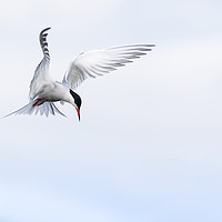 Buy canvas prints of Guardian Angel (common Tern) by Wayne Lytton