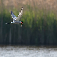 Buy canvas prints of Fish Supper (common Tern) by Wayne Lytton