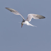Buy canvas prints of Searching  (common Tern) by Wayne Lytton