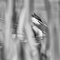 Buy canvas prints of Great Crested Grebe by Wayne Lytton