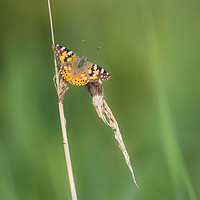 Buy canvas prints of Painted lady - Vanessa cardui by Wayne Lytton
