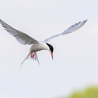 Buy canvas prints of Common Tern by Wayne Lytton