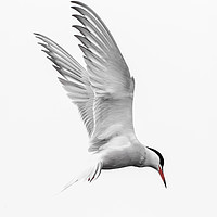Buy canvas prints of Common Tern Tri colour by Wayne Lytton
