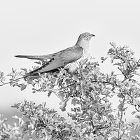 Buy canvas prints of Cuckoo (The Visitor) by Wayne Lytton