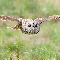 Buy canvas prints of Tawny Owl in Flight by Wayne Lytton