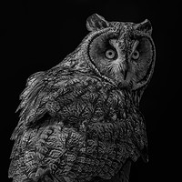 Buy canvas prints of short eared owl - portrait by Wayne Lytton