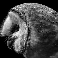 Buy canvas prints of Barn Owl Portrait  by Wayne Lytton