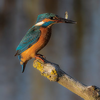 Buy canvas prints of Kingfisher - fish supper by Wayne Lytton
