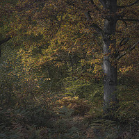 Buy canvas prints of Dappled Oak by Wayne Lytton