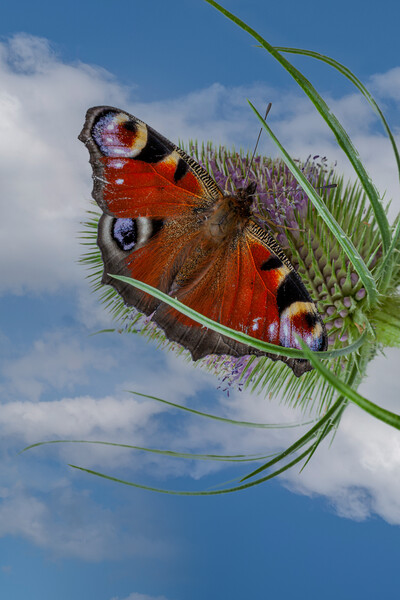 peacock butterfly Picture Board by Kevin Snelling