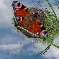 Buy canvas prints of peacock butterfly by Kevin Snelling