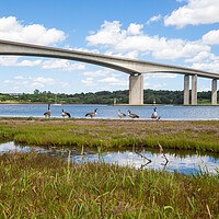 Buy canvas prints of Orwell Bridge Spanning the Orwell River by Kevin Snelling