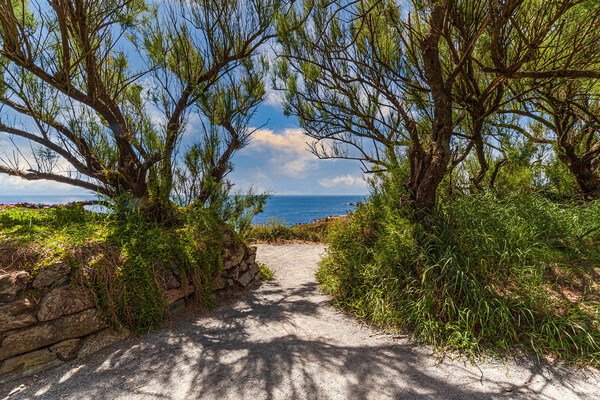 A Serene Pathway to the Sea Picture Board by Kevin Snelling