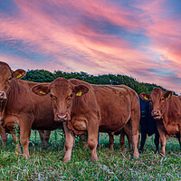 Buy canvas prints of curious cornish cattle cattle by Kevin Snelling