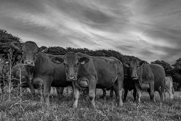 curious Cattle Grazing in Lush Cornish Pasture Picture Board by Kevin Snelling