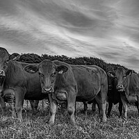 Buy canvas prints of curious Cattle Grazing in Lush Cornish Pasture by Kevin Snelling