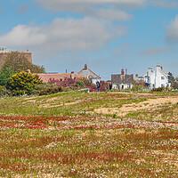 Buy canvas prints of Wildflowers Blossoming on the Shingle Street by Kevin Snelling