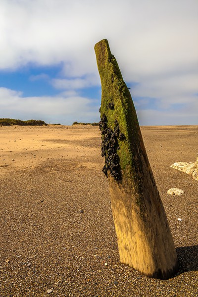 BEACH GROYNE  Picture Board by Kevin Snelling