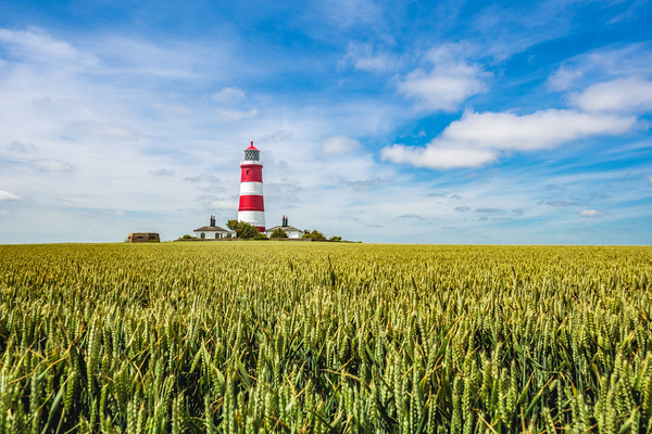 Happisburgh Lighthouse  in sea of green Picture Board by Kevin Snelling