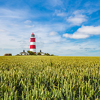 Buy canvas prints of Happisburgh Lighthouse  in sea of green by Kevin Snelling