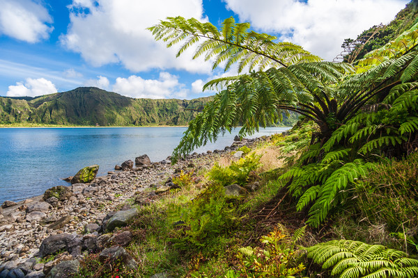 Majestic Tree Ferns by the Volcanic Crater Lake Picture Board by Kevin Snelling