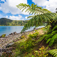 Buy canvas prints of Majestic Tree Ferns by the Volcanic Crater Lake by Kevin Snelling