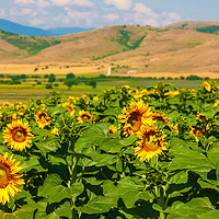 Buy canvas prints of Majestic Sunflower Valley by Kevin Snelling