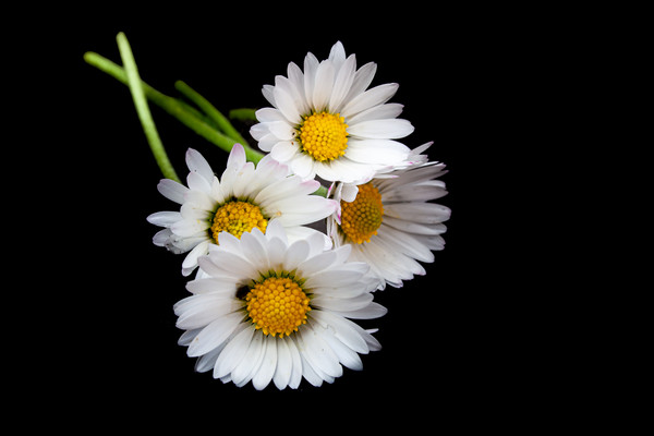 The Majestic Oxeye Daisies Picture Board by Kevin Snelling