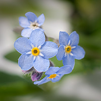 Buy canvas prints of Forget me not by Kevin Snelling