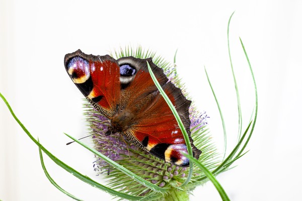Peacock butterfly Picture Board by Kevin Snelling