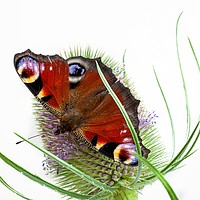 Buy canvas prints of Peacock butterfly by Kevin Snelling