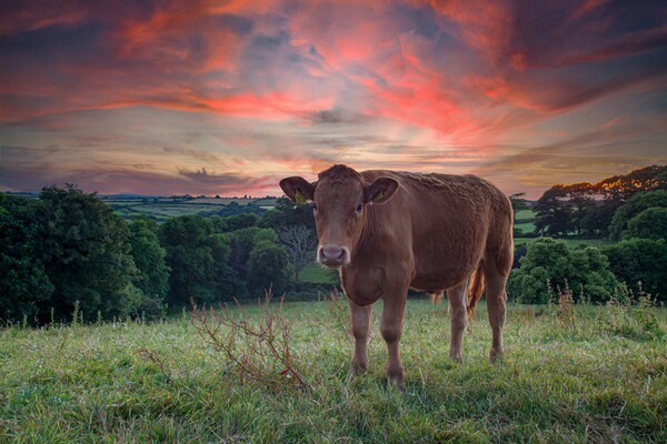 A brown cow standing on top of a lush green field  Picture Board by Kevin Snelling