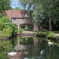 Buy canvas prints of Serene Swans on Wensum by Kevin Snelling