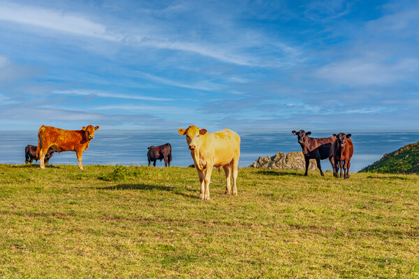 Cattle Grazing on Roseland Peninsula Picture Board by Kevin Snelling