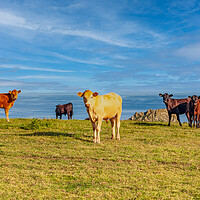 Buy canvas prints of Cattle Grazing on Roseland Peninsula by Kevin Snelling