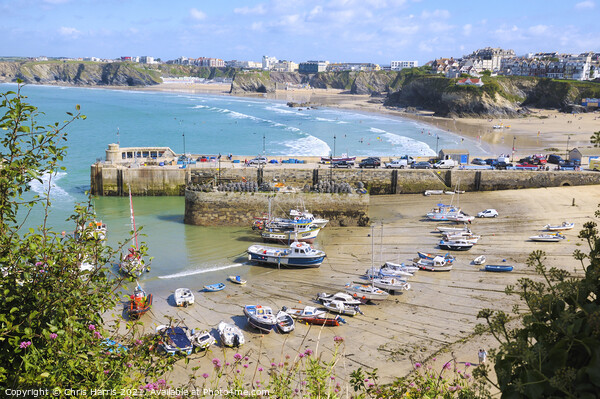 Newquay Harbour and Tolcarne Beach Picture Board by Chris Harris