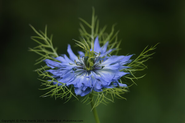 Love-in-a-Mist Picture Board by Chris Harris