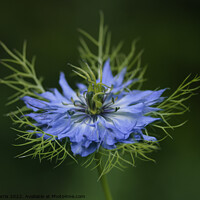 Buy canvas prints of Love-in-a-Mist by Chris Harris
