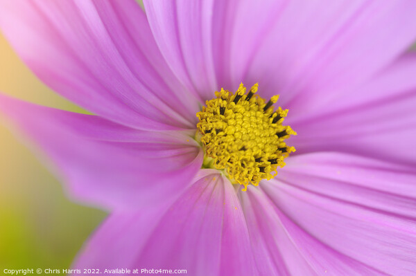 Cosmos Pink Sonata Picture Board by Chris Harris