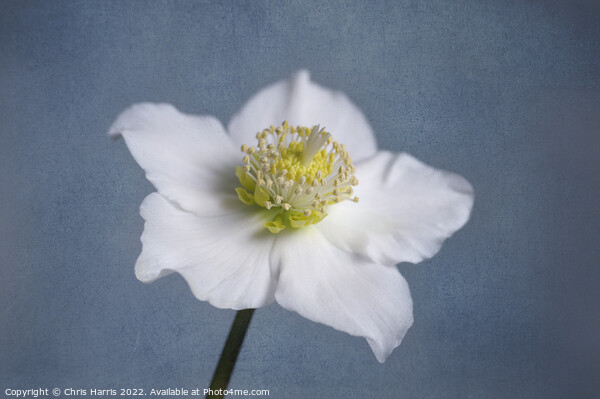 Christmas Rose Hellebore Picture Board by Chris Harris