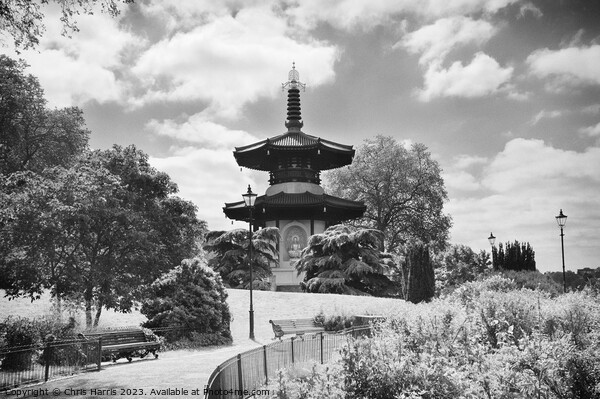 Battersea Park Peace Pagoda Picture Board by Chris Harris