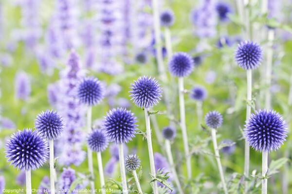 Echinops ritro 'Veitch's Blue' Picture Board by Chris Harris