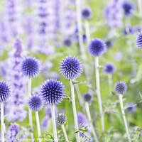 Buy canvas prints of Echinops ritro 'Veitch's Blue' by Chris Harris