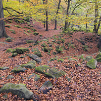 Buy canvas prints of Autumn Tranquility by Chris Harris