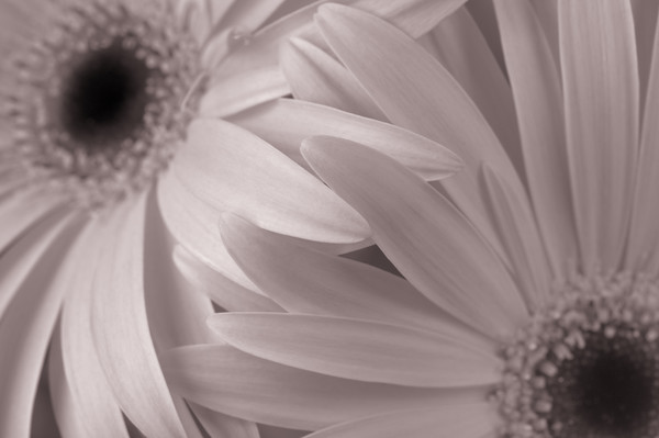 Gerbera Love Picture Board by Chris Harris