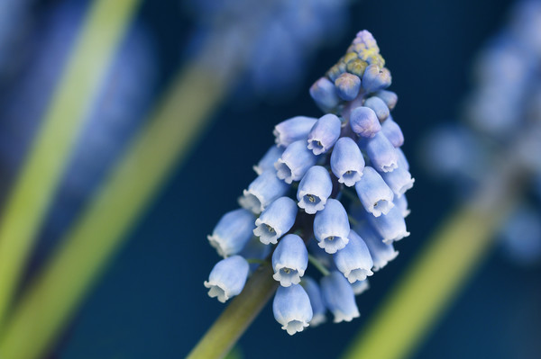 Grape Hyacinth Picture Board by Chris Harris