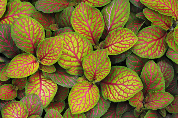Fittonia Albivenis 'Skeleton' Picture Board by Chris Harris